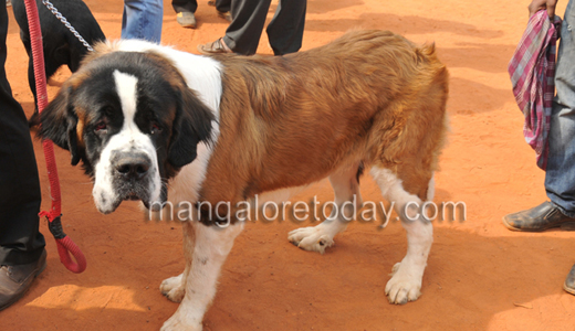 Dog show in Mangalore